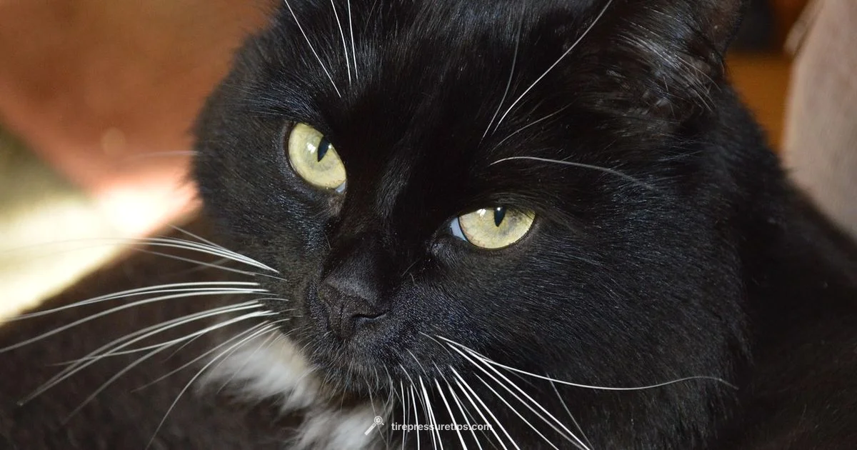 Cat Eye TPMS Guide - Tire Pressure Tips